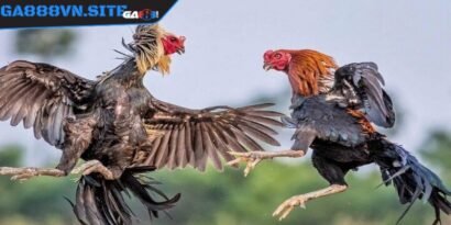 Gà chạy kiệu là một trong các lối đá gà chọi hay