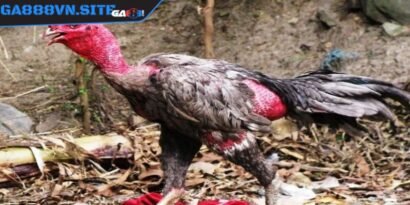 Gà bị khò khè do chuồng nuôi không đảm bảo