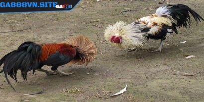 Cần cho gà tắm nắng từ sáng sớm để có thể tổng hợp vitamin D