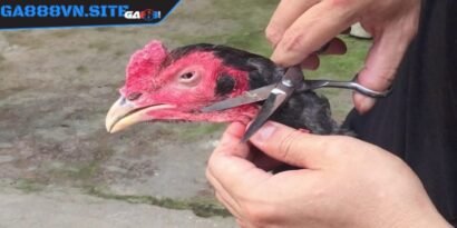 Cắt lông từ đốt xương cổ đầu tiên xuống đến vị trí lông cườm cuối cùng