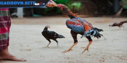 Dòng gà chọi đẹp nhất Việt Nam không thể thiếu gà Bình Định