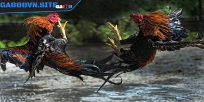 Trận gà 15 tỷ đã diễn ra tại sới gà Thomo