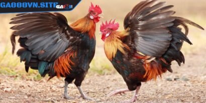 Cần tìm hiểu thông tin về trang web đá gà trực tiếp